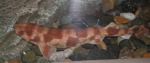 云纹猫鲨 :cloudy catshark