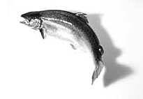 海鱼比河鱼营养更高(图)-新浪上海美食频道